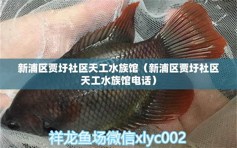 新浦區(qū)賈圩社區(qū)天工水族館（新浦區(qū)賈圩社區(qū)天工水族館電話） 全國水族館企業(yè)名錄