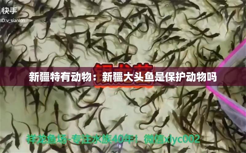 新疆特有動(dòng)物：新疆大頭魚是保護(hù)動(dòng)物嗎