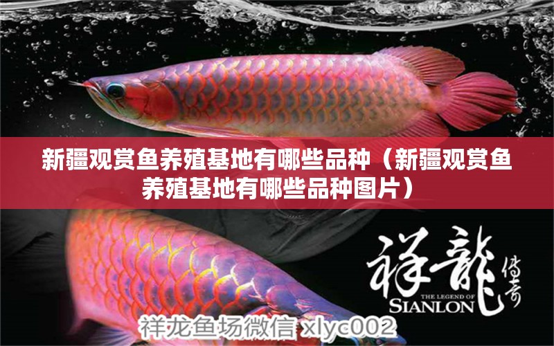 新疆觀賞魚養(yǎng)殖基地有哪些品種（新疆觀賞魚養(yǎng)殖基地有哪些品種圖片）