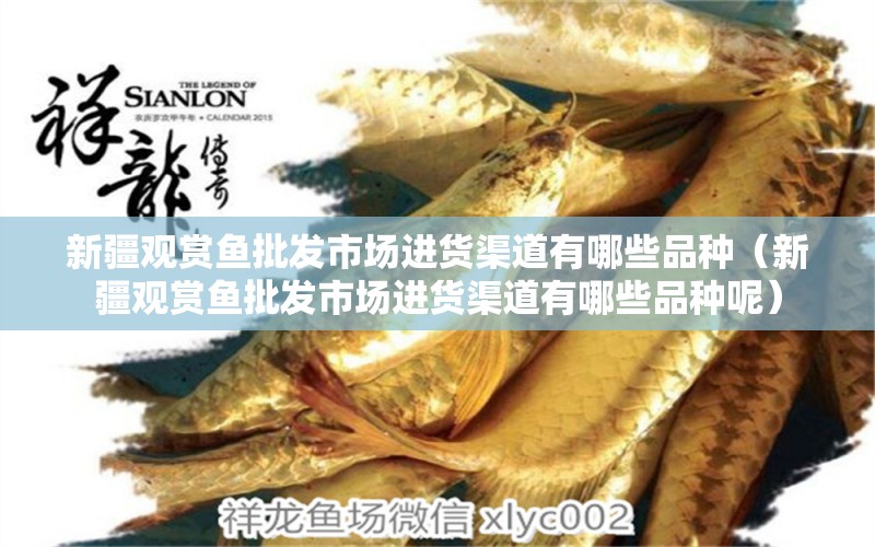 新疆觀賞魚批發(fā)市場進(jìn)貨渠道有哪些品種（新疆觀賞魚批發(fā)市場進(jìn)貨渠道有哪些品種呢）