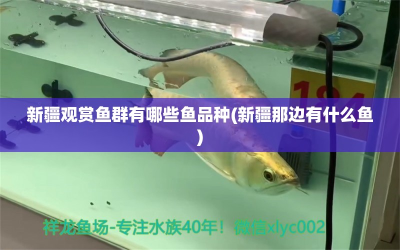 新疆觀賞魚群有哪些魚品種(新疆那邊有什么魚) 速倍妥魚糧魚藥