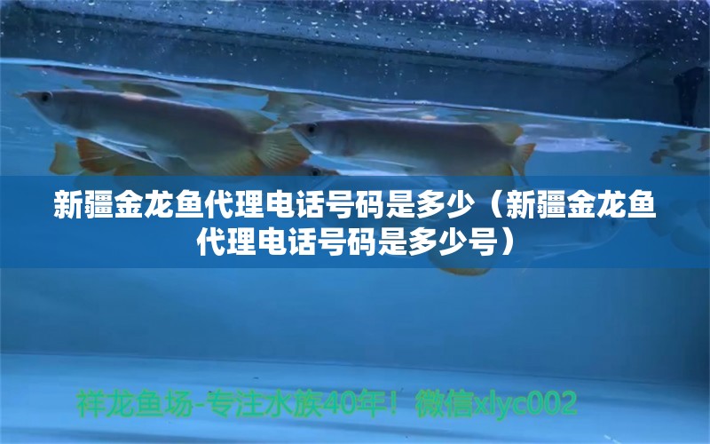 新疆金龍魚代理電話號碼是多少（新疆金龍魚代理電話號碼是多少號）