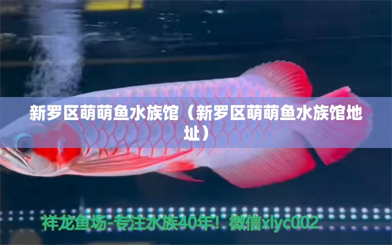 新羅區(qū)萌萌魚水族館（新羅區(qū)萌萌魚水族館地址）