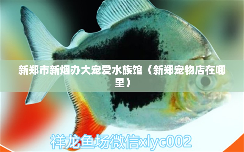 新鄭市新煙辦大寵愛水族館（新鄭寵物店在哪里）