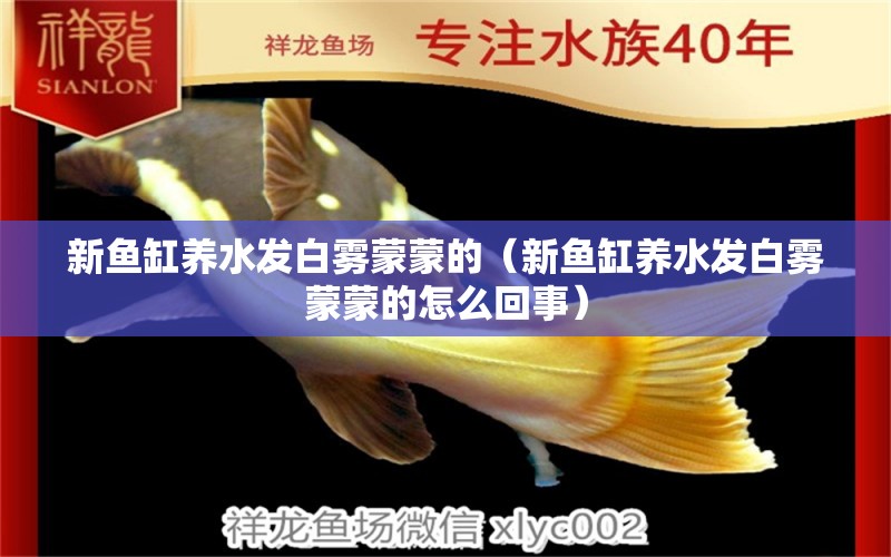 新魚缸養(yǎng)水發(fā)白霧蒙蒙的（新魚缸養(yǎng)水發(fā)白霧蒙蒙的怎么回事） 量子養(yǎng)魚技術(shù)