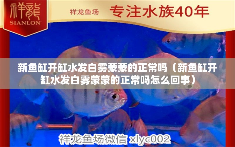 新魚缸開缸水發(fā)白霧蒙蒙的正常嗎（新魚缸開缸水發(fā)白霧蒙蒙的正常嗎怎么回事） 純血皇冠黑白魟魚