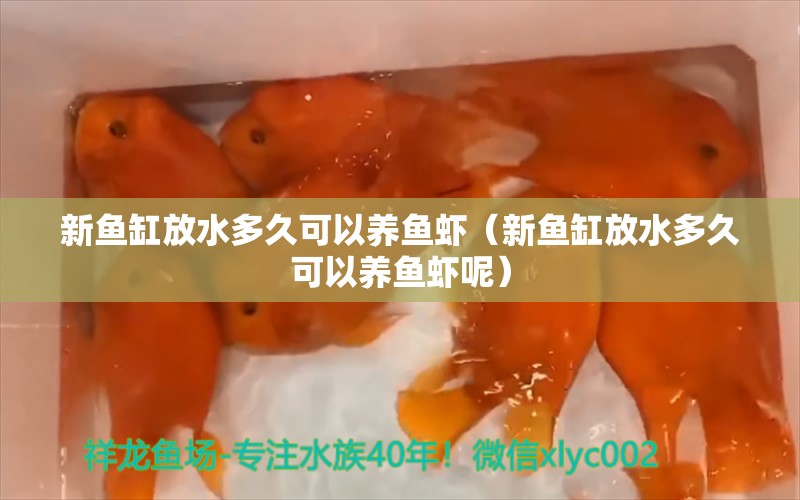 新魚缸放水多久可以養(yǎng)魚蝦（新魚缸放水多久可以養(yǎng)魚蝦呢） 祥龍水族醫(yī)院