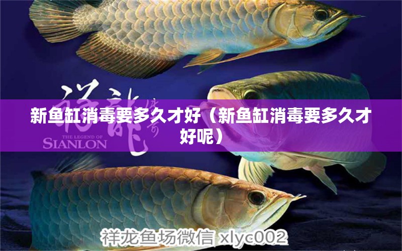 新魚缸消毒要多久才好（新魚缸消毒要多久才好呢） 元寶鯽