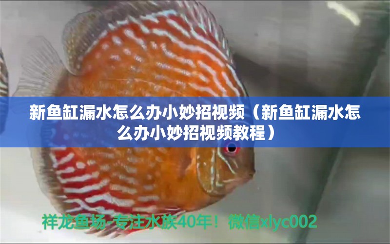 新魚缸漏水怎么辦小妙招視頻（新魚缸漏水怎么辦小妙招視頻教程）