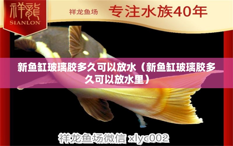 新魚缸玻璃膠多久可以放水（新魚缸玻璃膠多久可以放水里） 祥龍水族醫(yī)院