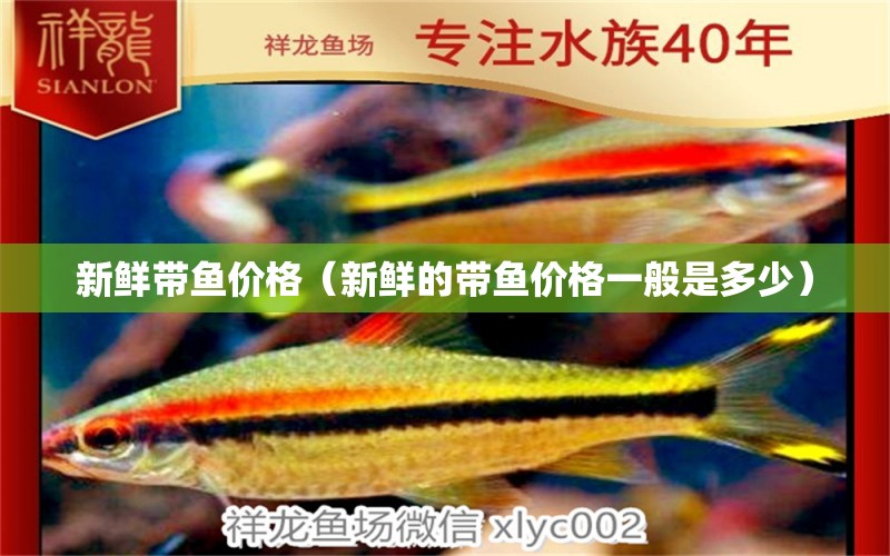 新鮮帶魚價(jià)格（新鮮的帶魚價(jià)格一般是多少） 野彩魚 第1張