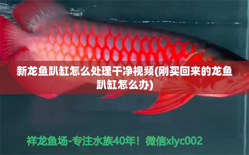 新龍魚趴缸怎么處理干凈視頻(剛買回來(lái)的龍魚趴缸怎么辦)