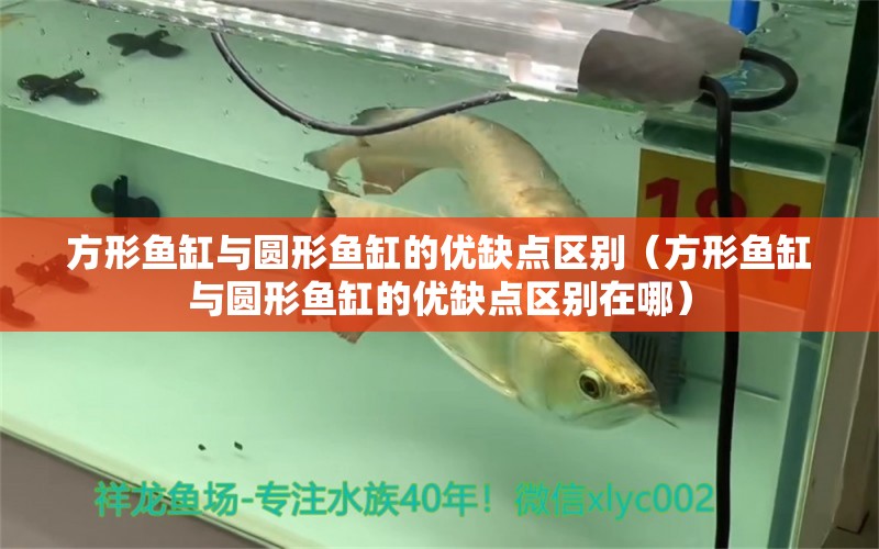 方形魚(yú)缸與圓形魚(yú)缸的優(yōu)缺點(diǎn)區(qū)別（方形魚(yú)缸與圓形魚(yú)缸的優(yōu)缺點(diǎn)區(qū)別在哪）