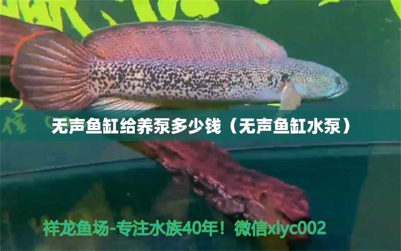 無(wú)聲魚(yú)缸給養(yǎng)泵多少錢(qián)（無(wú)聲魚(yú)缸水泵） 白子關(guān)刀魚(yú)苗