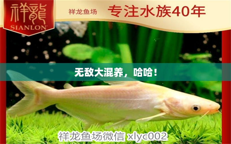 無敵大混養(yǎng)，哈哈！ 觀賞魚論壇 第3張