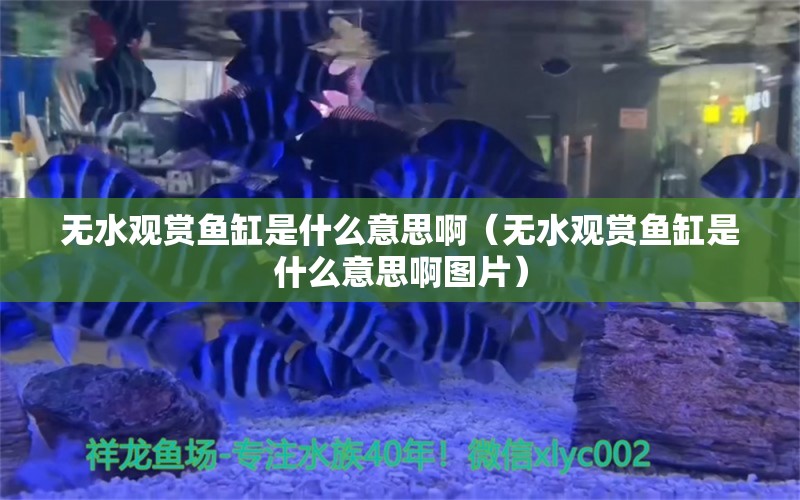 無水觀賞魚缸是什么意思?。o水觀賞魚缸是什么意思啊圖片）