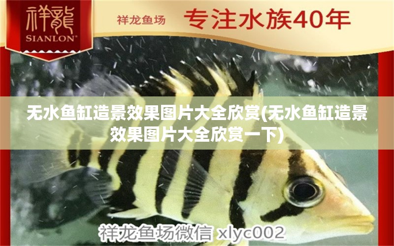 無水魚缸造景效果圖片大全欣賞(無水魚缸造景效果圖片大全欣賞一下) 黃金貓魚