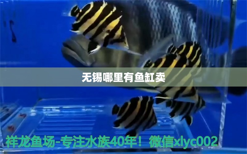 無錫哪里有魚缸賣