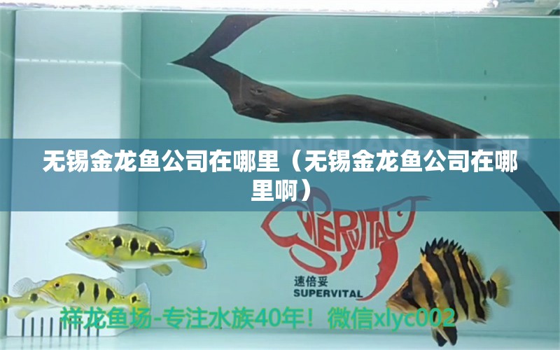 無錫金龍魚公司在哪里（無錫金龍魚公司在哪里?。? title=