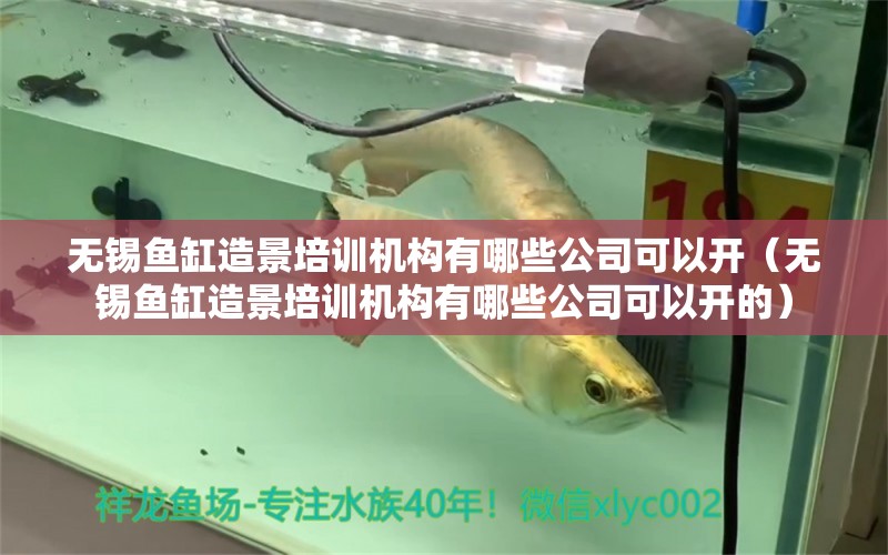 無錫魚缸造景培訓(xùn)機(jī)構(gòu)有哪些公司可以開（無錫魚缸造景培訓(xùn)機(jī)構(gòu)有哪些公司可以開的） 觀賞魚市場（混養(yǎng)魚）