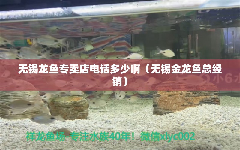 無(wú)錫龍魚(yú)專(zhuān)賣(mài)店電話多少啊（無(wú)錫金龍魚(yú)總經(jīng)銷(xiāo)）