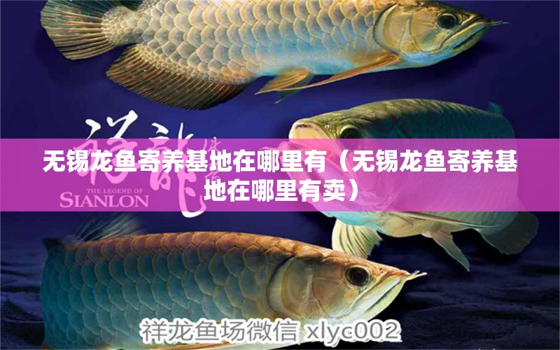 無(wú)錫龍魚(yú)寄養(yǎng)基地在哪里有（無(wú)錫龍魚(yú)寄養(yǎng)基地在哪里有賣） 量子養(yǎng)魚(yú)技術(shù)