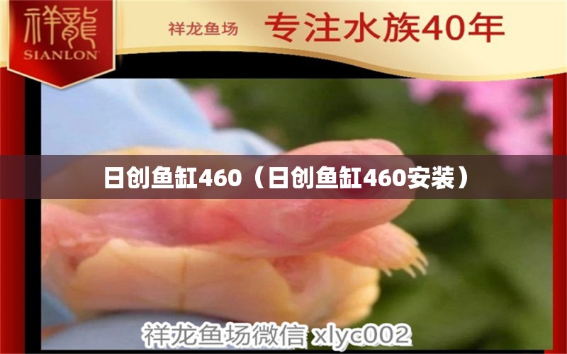 日創(chuàng)魚缸460（日創(chuàng)魚缸460安裝） 祥龍水族醫(yī)院