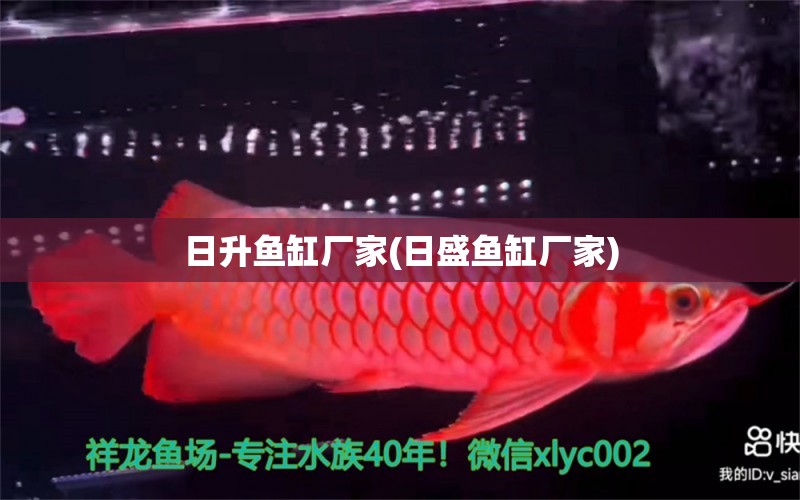 日升魚缸廠家(日盛魚缸廠家) 羽毛刀魚苗