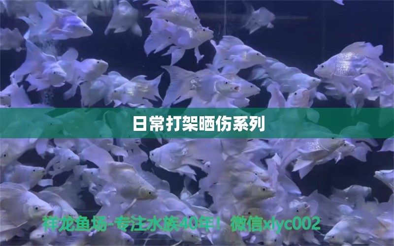 日常打架曬傷系列 魚糧魚藥