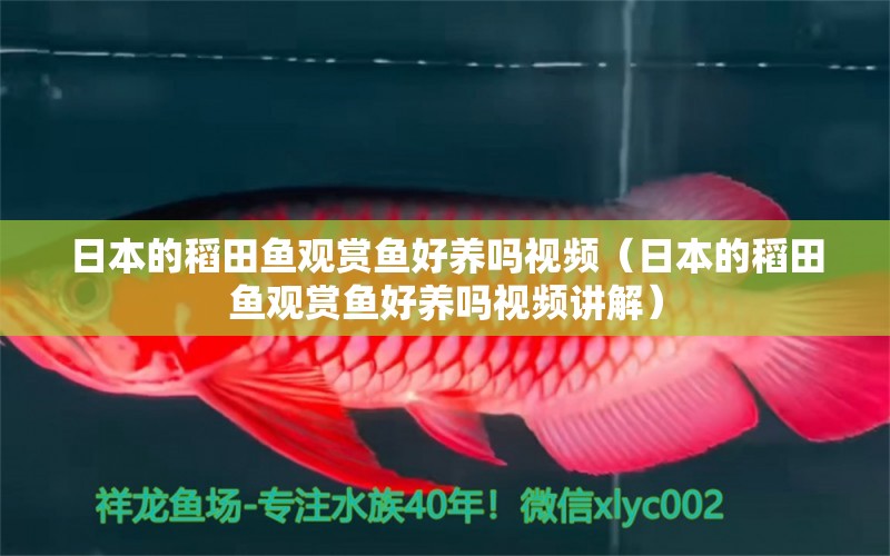 日本的稻田魚觀賞魚好養(yǎng)嗎視頻（日本的稻田魚觀賞魚好養(yǎng)嗎視頻講解） 魚缸風(fēng)水