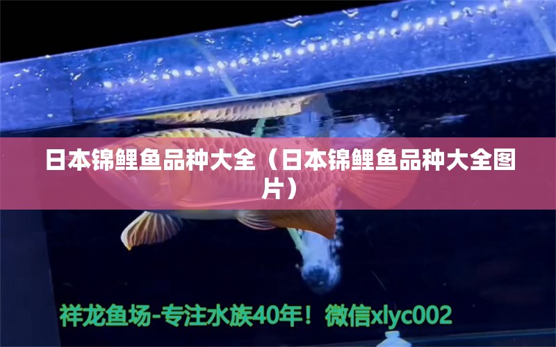 日本錦鯉魚品種大全（日本錦鯉魚品種大全圖片） 廣州龍魚批發(fā)市場(chǎng)