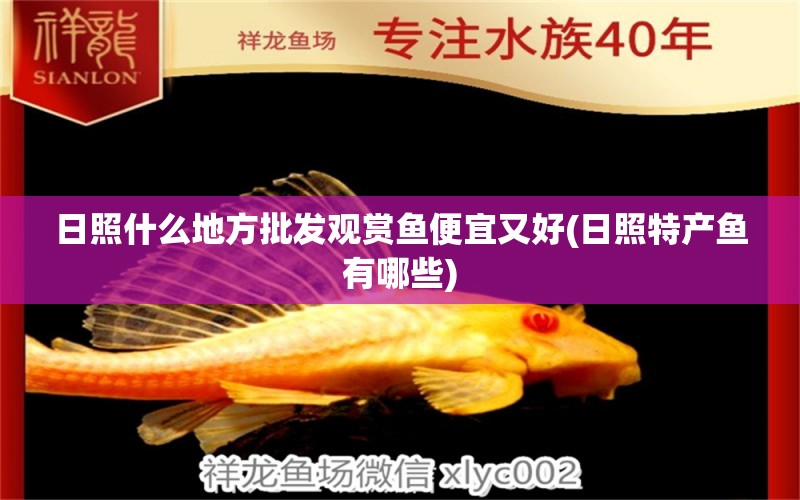 日照什么地方批發(fā)觀賞魚便宜又好(日照特產(chǎn)魚有哪些) 非洲象鼻魚