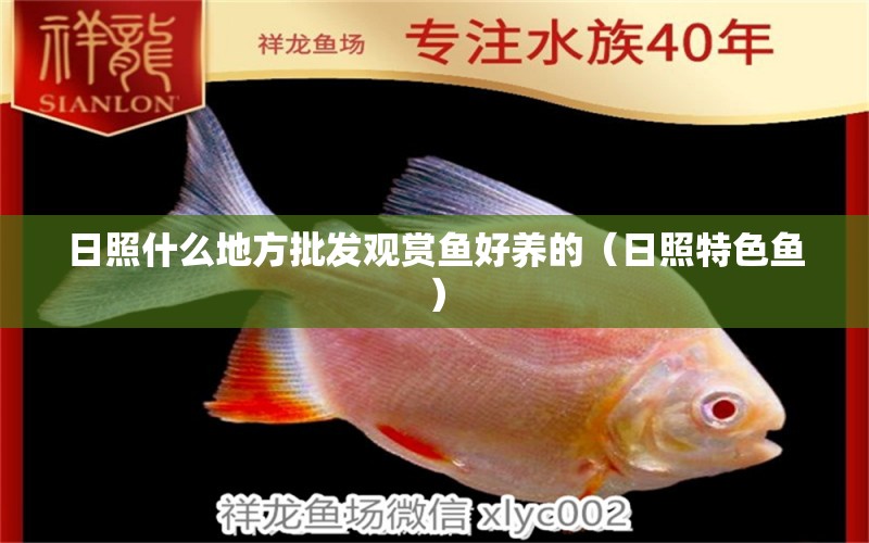 日照什么地方批發(fā)觀賞魚好養(yǎng)的（日照特色魚） 森森魚缸