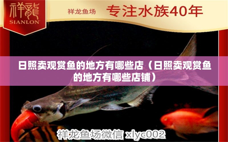 日照賣(mài)觀賞魚(yú)的地方有哪些店（日照賣(mài)觀賞魚(yú)的地方有哪些店鋪） 量子養(yǎng)魚(yú)技術(shù)