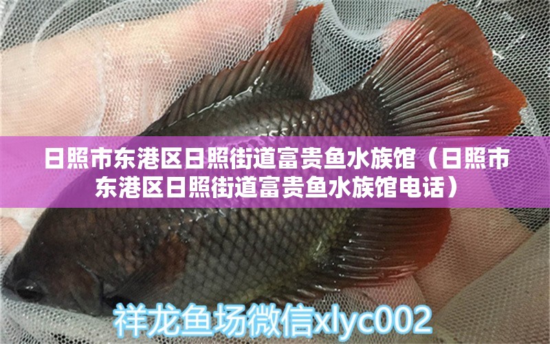 日照市東港區(qū)日照街道富貴魚(yú)水族館（日照市東港區(qū)日照街道富貴魚(yú)水族館電話）