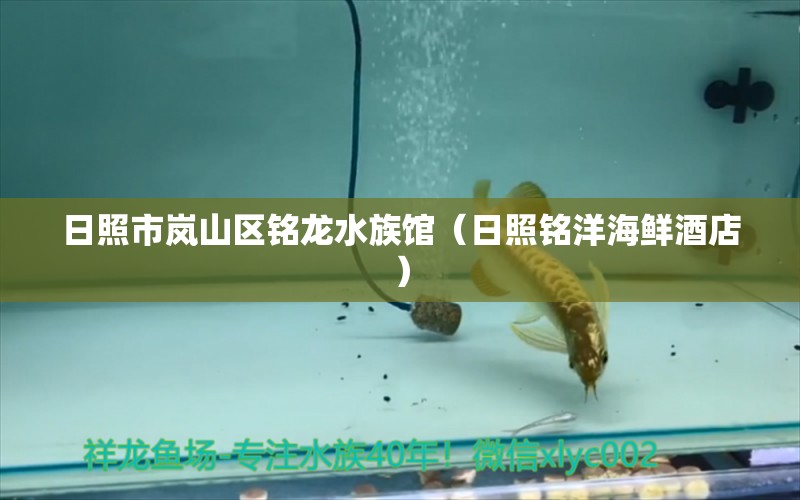 日照市嵐山區(qū)銘龍水族館（日照銘洋海鮮酒店） 全國水族館企業(yè)名錄