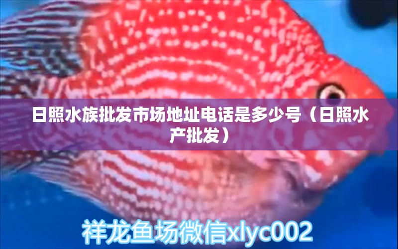 日照水族批發(fā)市場(chǎng)地址電話是多少號(hào)（日照水產(chǎn)批發(fā)） 觀賞魚(yú)水族批發(fā)市場(chǎng)