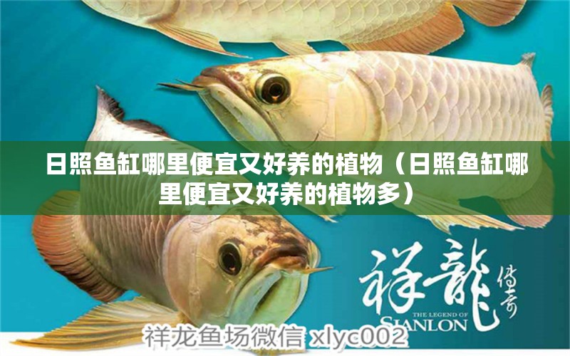 日照魚缸哪里便宜又好養(yǎng)的植物（日照魚缸哪里便宜又好養(yǎng)的植物多）