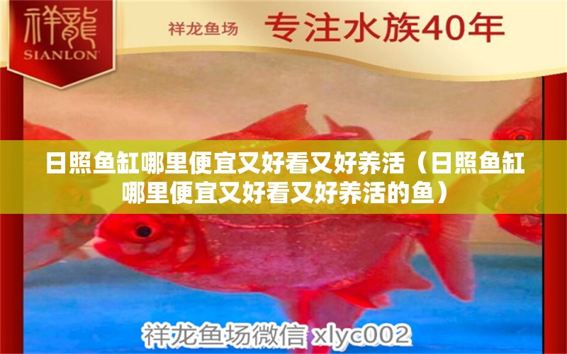 日照魚(yú)缸哪里便宜又好看又好養(yǎng)活（日照魚(yú)缸哪里便宜又好看又好養(yǎng)活的魚(yú)） 金龍魚(yú)糧