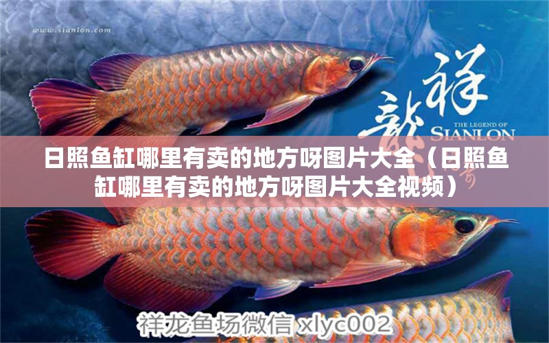 日照魚缸哪里有賣的地方呀圖片大全（日照魚缸哪里有賣的地方呀圖片大全視頻） 蘇虎苗（蘇門答臘虎魚苗）