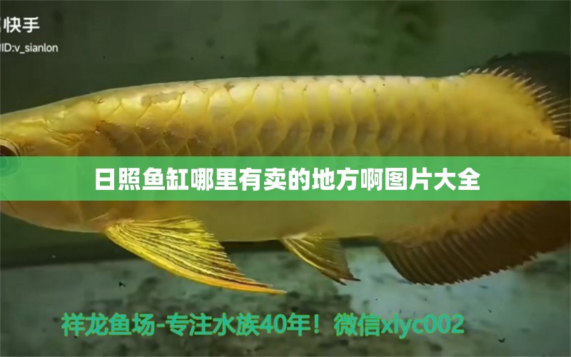 日照魚缸哪里有賣的地方啊圖片大全