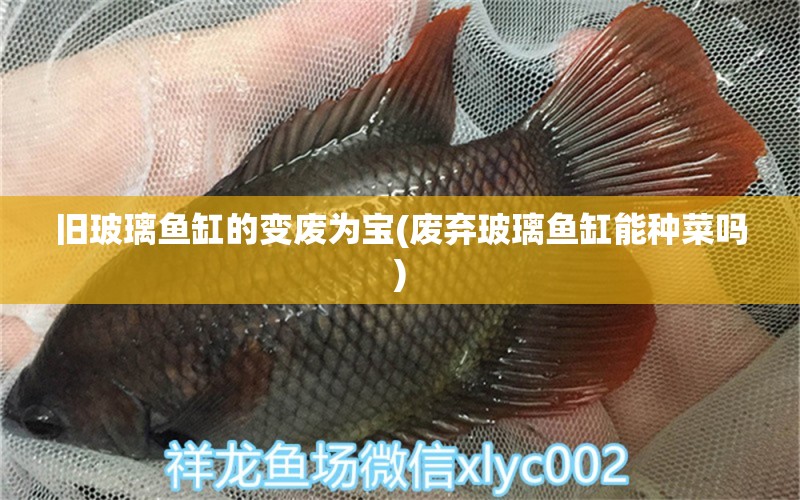 舊玻璃魚缸的變廢為寶(廢棄玻璃魚缸能種菜嗎) 蝴蝶鯉