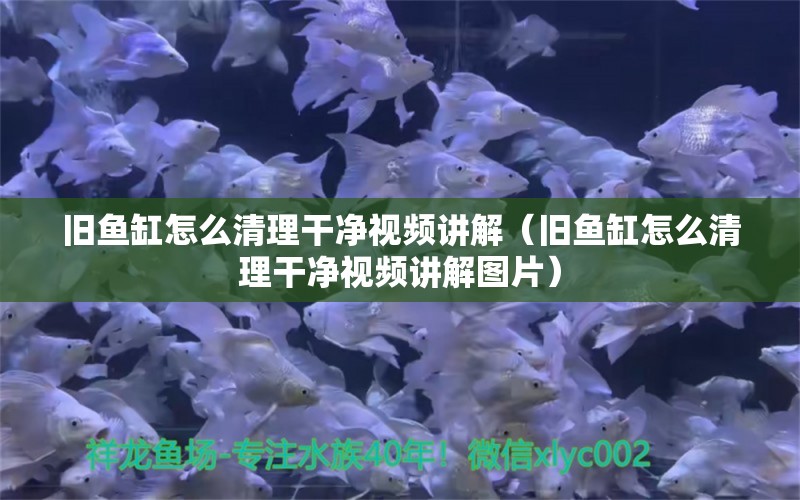 舊魚缸怎么清理干凈視頻講解（舊魚缸怎么清理干凈視頻講解圖片） 斑馬狗頭魚