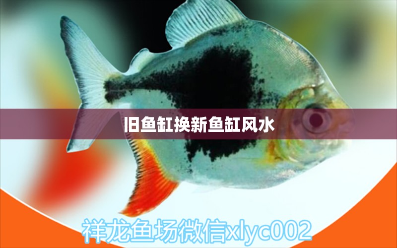 舊魚缸換新魚缸風水 魚缸風水