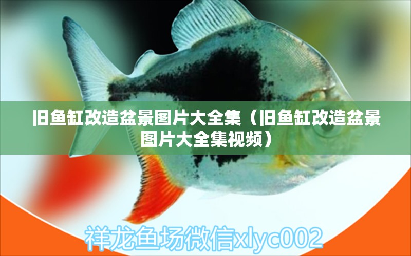 舊魚缸改造盆景圖片大全集（舊魚缸改造盆景圖片大全集視頻）