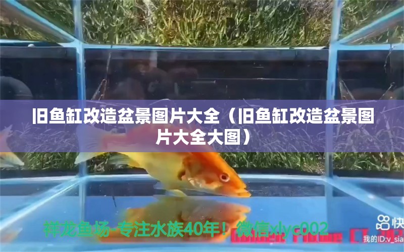 舊魚缸改造盆景圖片大全（舊魚缸改造盆景圖片大全大圖） 細線銀版魚