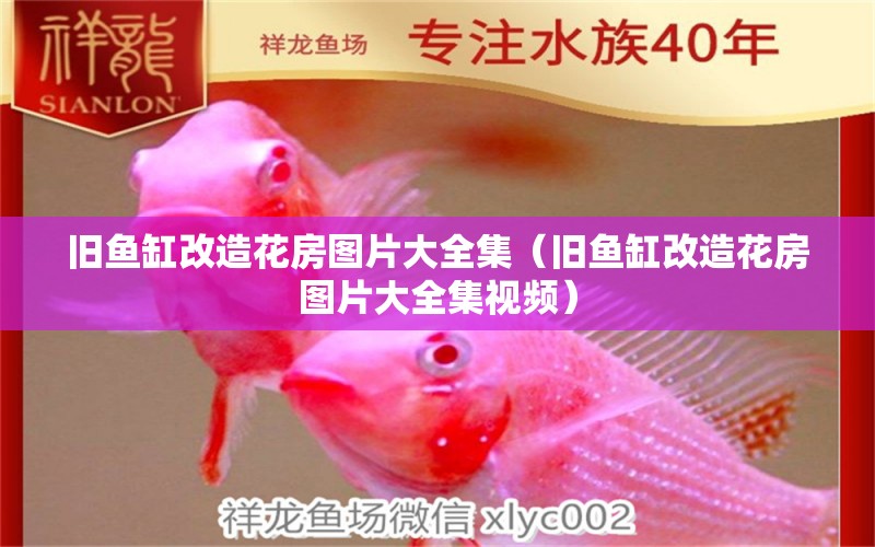 舊魚缸改造花房圖片大全集（舊魚缸改造花房圖片大全集視頻） 孵化器