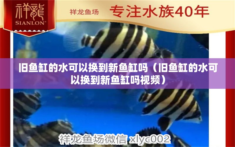 舊魚缸的水可以換到新魚缸嗎（舊魚缸的水可以換到新魚缸嗎視頻） 虎魚百科