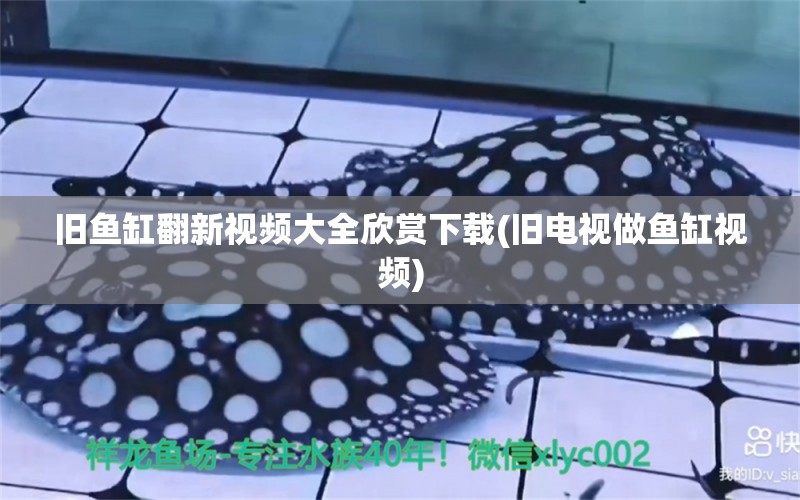 舊魚缸翻新視頻大全欣賞下載(舊電視做魚缸視頻)