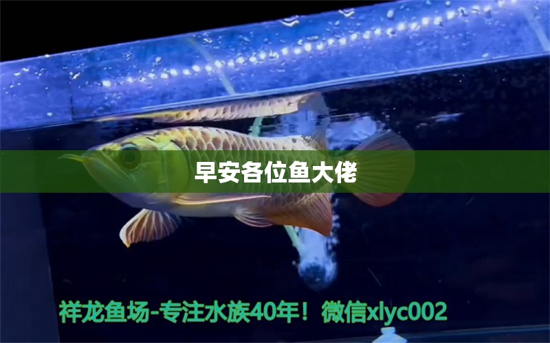 早安各位魚大佬 大正錦鯉魚